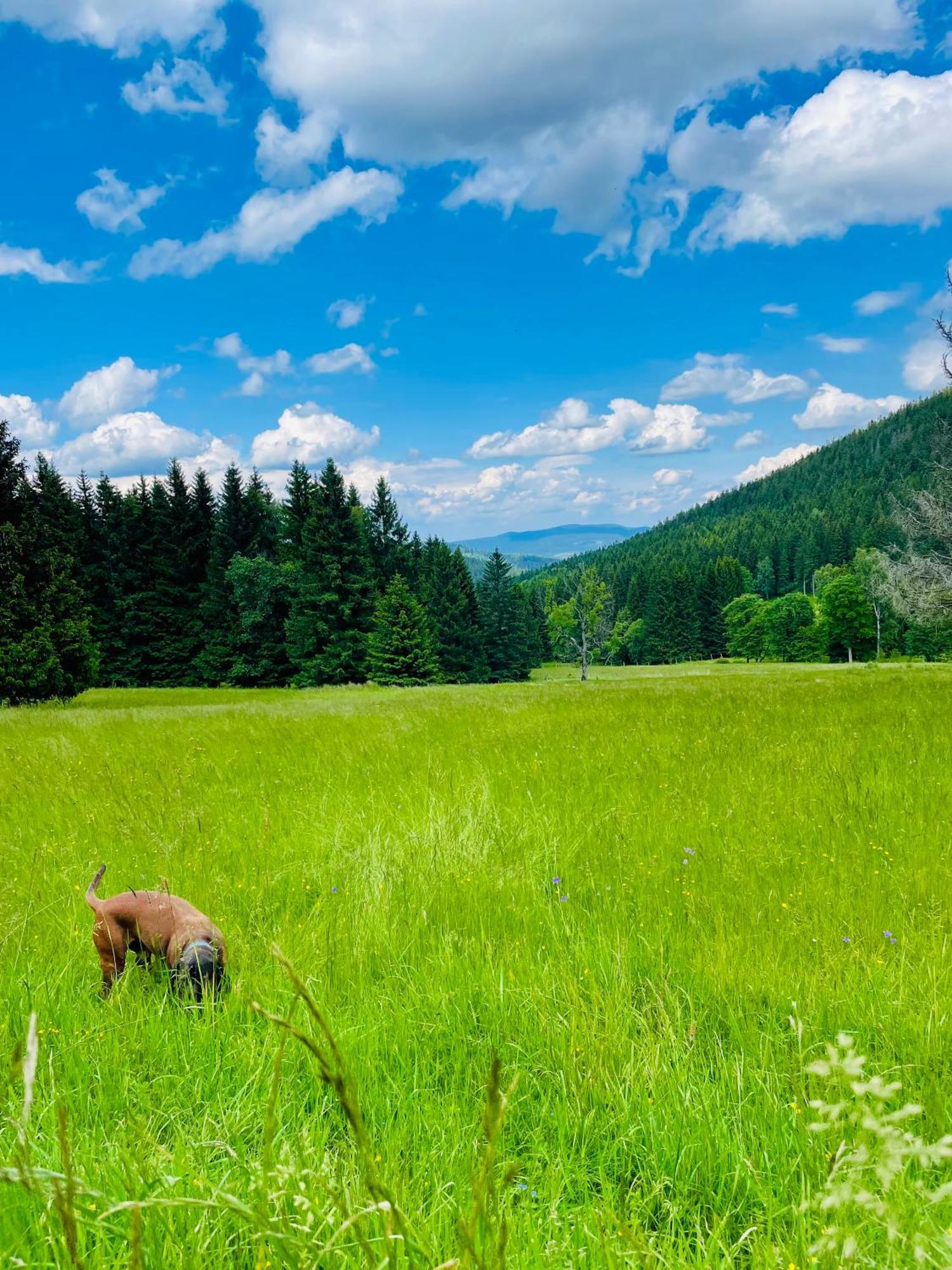 Gorska Cisza - Duzy, Komfortowy, Wyjatkowy Apartament Stronie Śląskie Exteriör bild