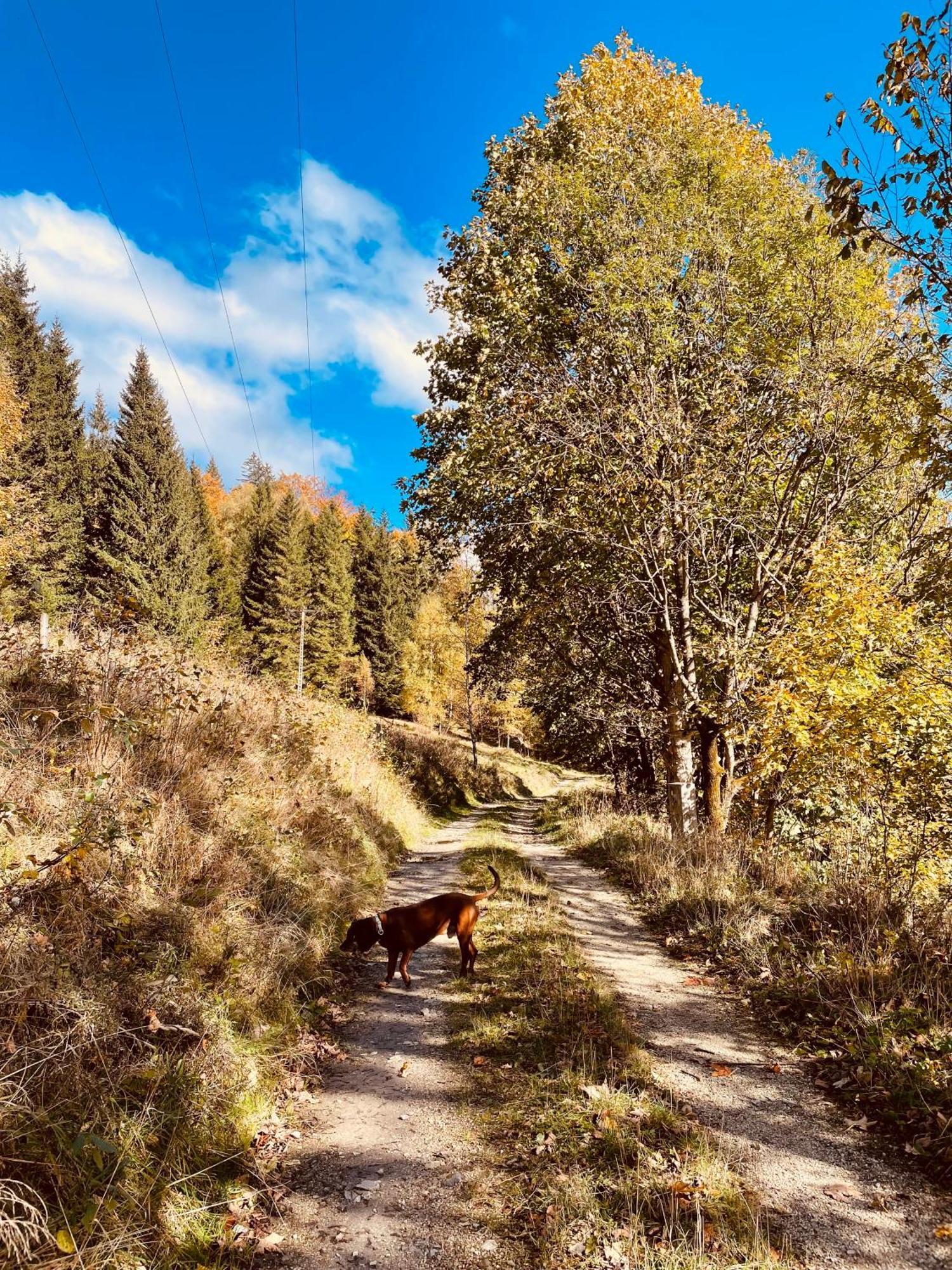 Gorska Cisza - Duzy, Komfortowy, Wyjatkowy Apartament Stronie Śląskie Exteriör bild